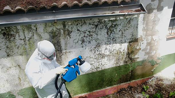 Mold Removal service in Melissa
